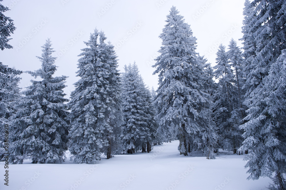 verschneite Tannen im  Winterwald