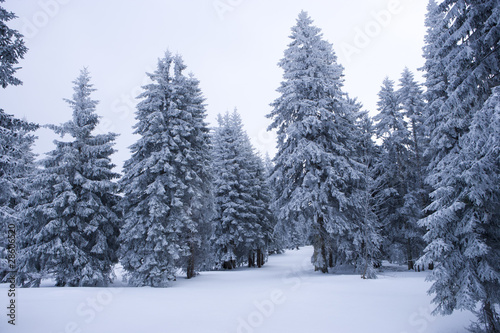 verschneite Tannen im Winterwald