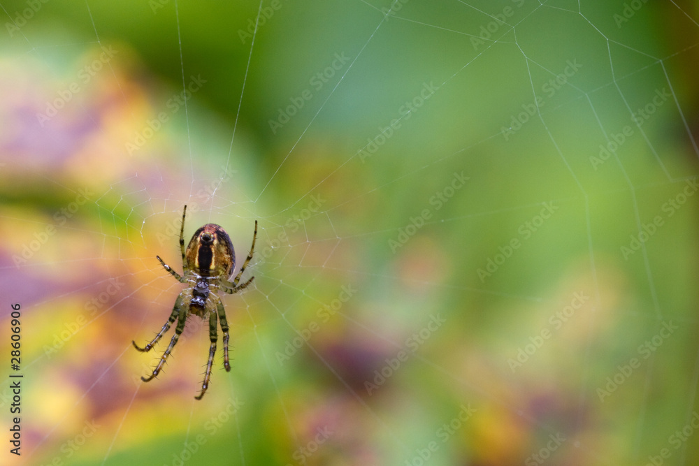 Spider Spider