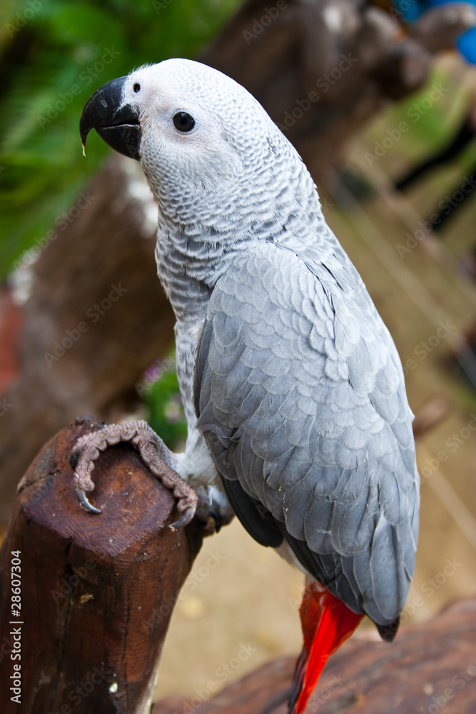 Obraz premium African Grey Parrot