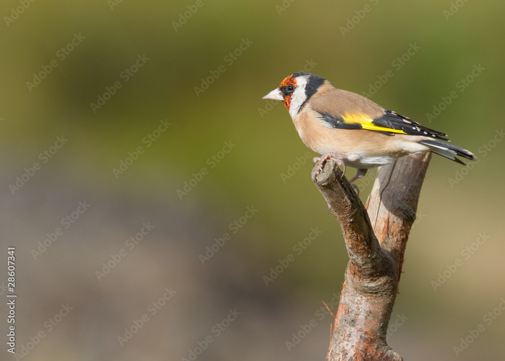 Goldfinch Goldfinch