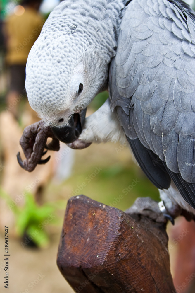Fototapeta premium African Grey Parrot