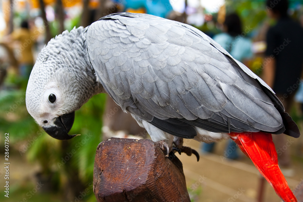 Fototapeta premium African Grey Parrot