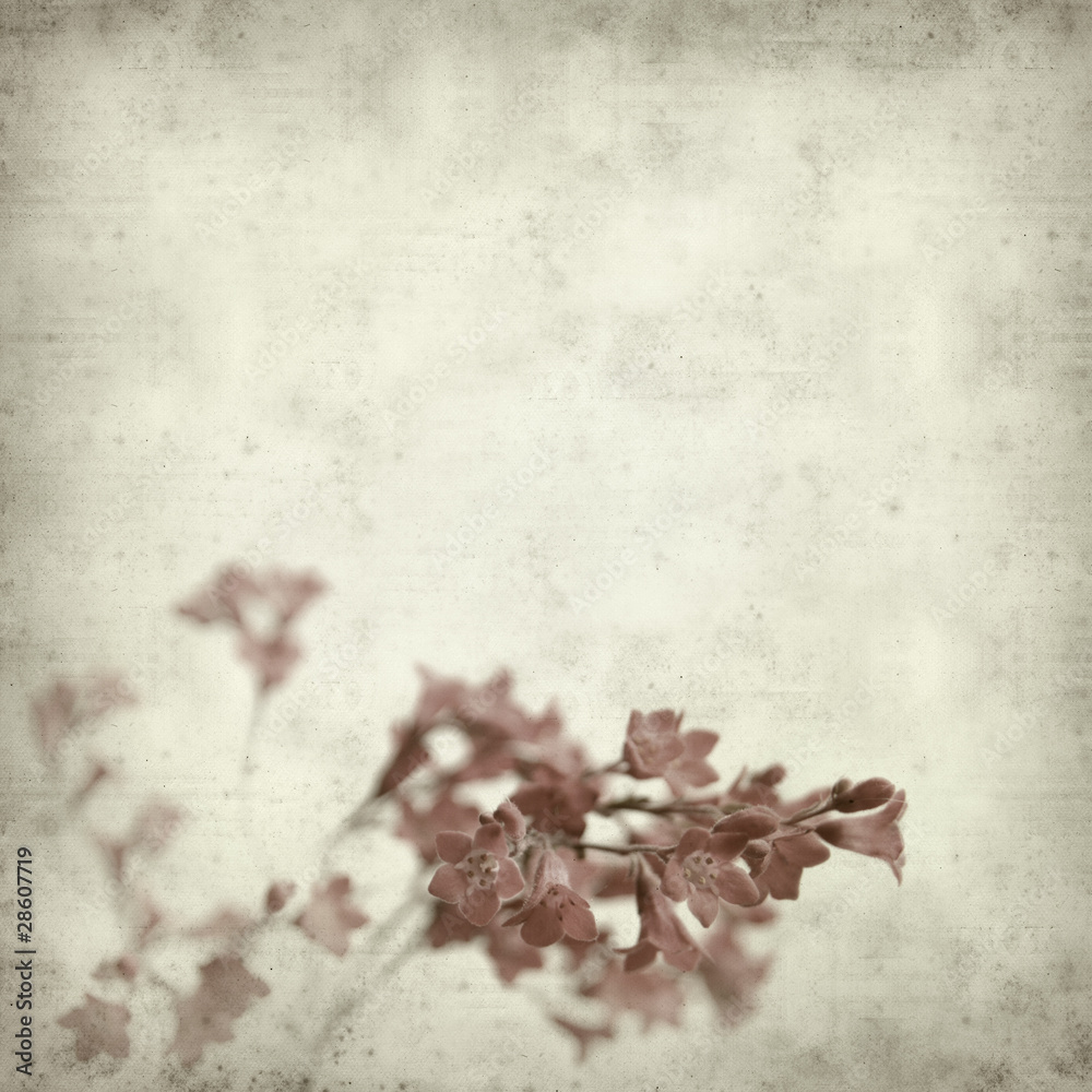 textured old paper background with small pink heuchera flowers textured old paper background with small pink heuchera flowers