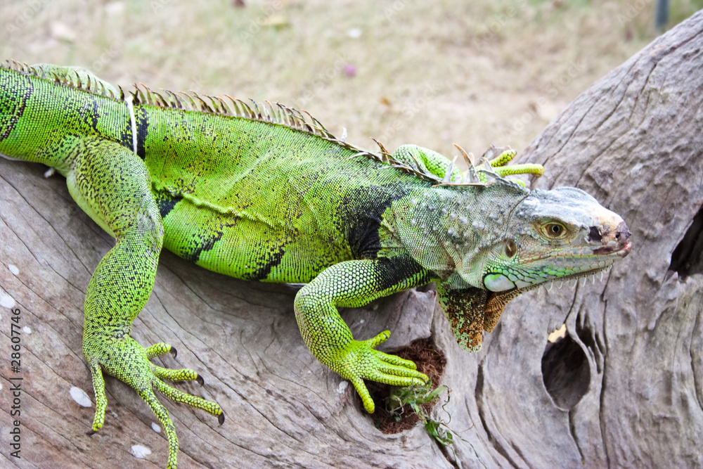 Obraz premium green iguana