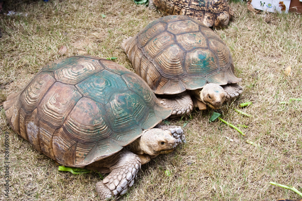 Obraz premium big turtle