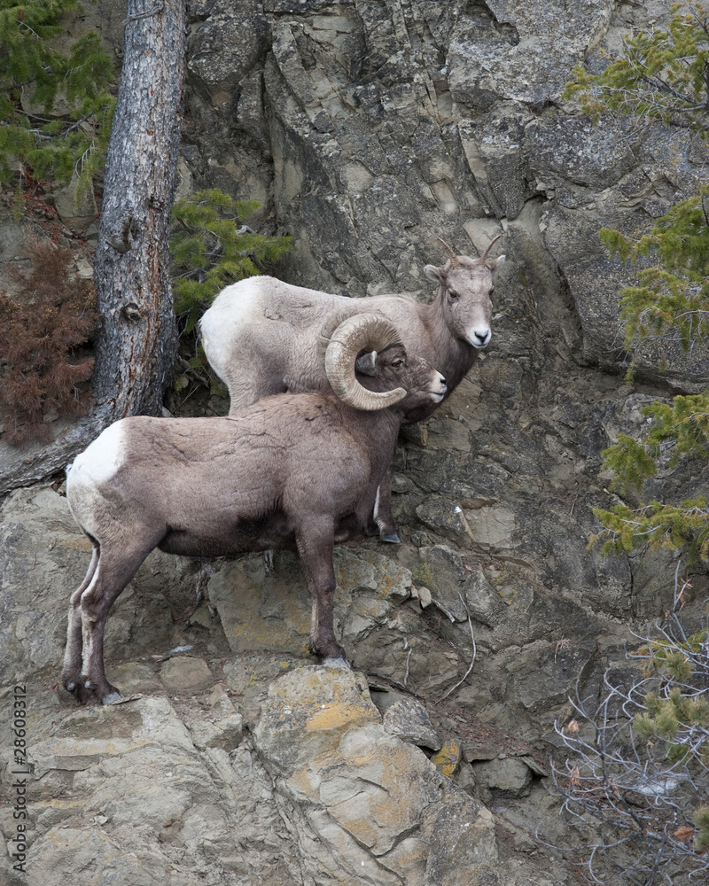 Bighorn Sheeps