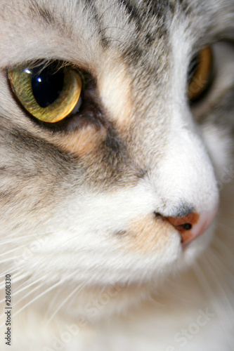 Chat