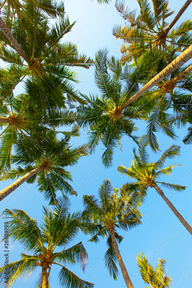 Palm tree on sky background