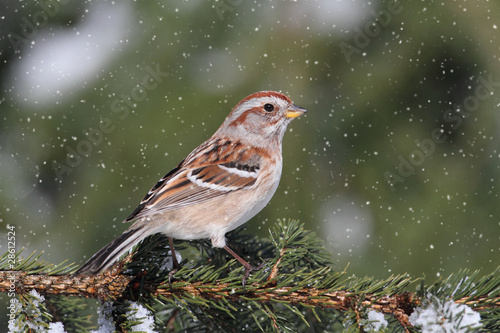 American Tree Sparrow In A Light Snowfall © Steve Byland