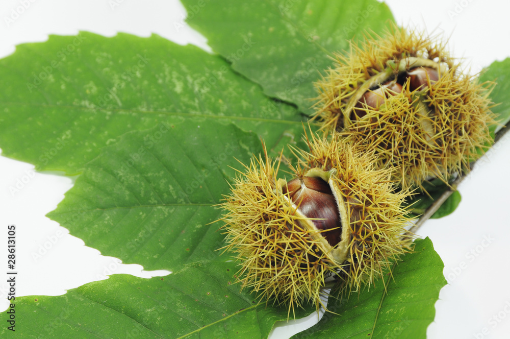 Eßkastanien in Schale auf Blatt der Edelkastanie (Castanea sati Eßkastanien in Schale auf Blatt der Edelkastanie (Castanea sati