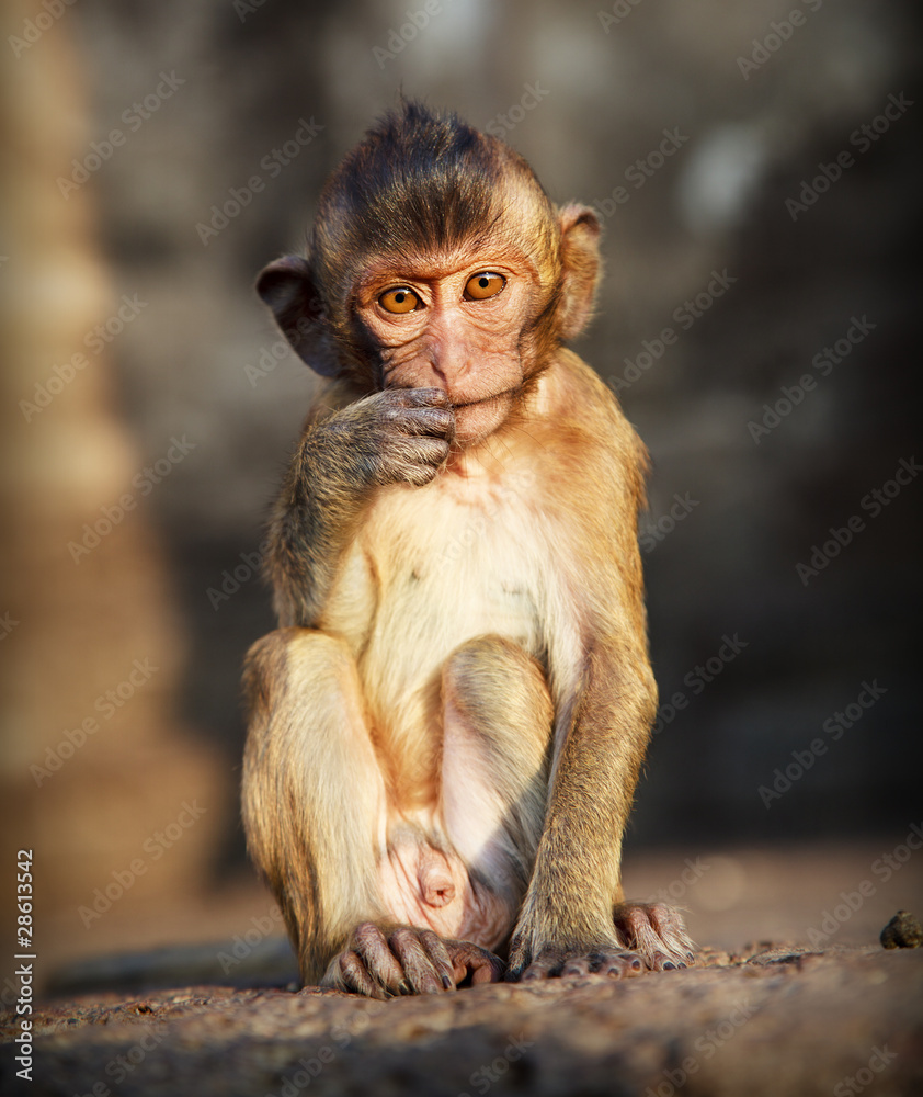 portrait of young macaque monkey in meditation portrait of young macaque monkey in meditation
