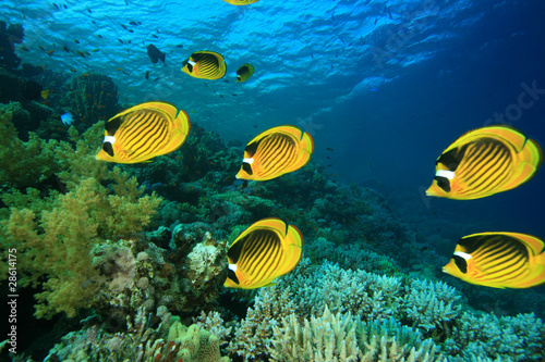 School of Fish: Butterflyfish on a coral reef