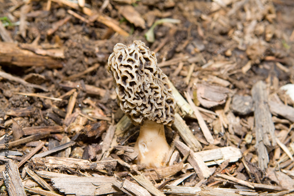 Close-Up-Of Morel Mushroom Growing in Mulch Close-Up-Of Morel Mushroom Growing in Mulch