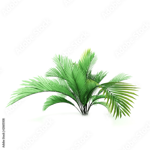 Palm tree isolated on white background