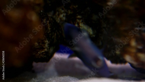 Doktorfisch, Acanthurus leucosternon photo