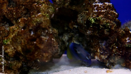 Doktorfisch, Acanthurus leucosternon photo