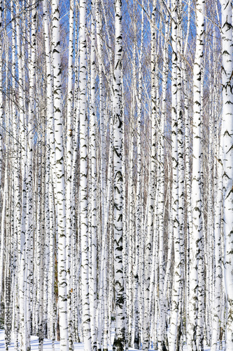 Winter birch forest - winter serenity. #28616919
