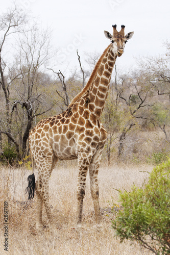 Giraffe in dry thornveld