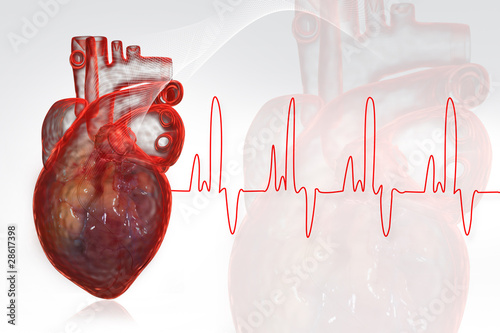 Human heart
