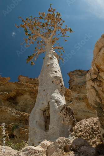Old bottle tree