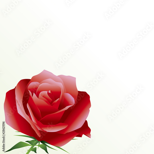 rose