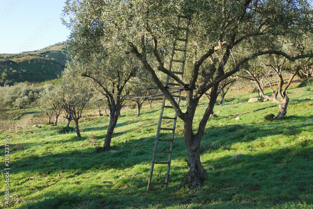 Olive Grove With Ladder