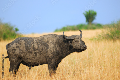 Cape race buffalo