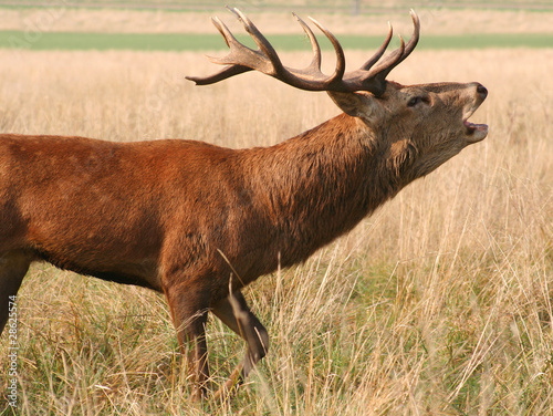 Baying Stag in Richmond Park
