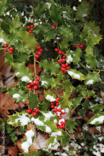 houx et neige de noël