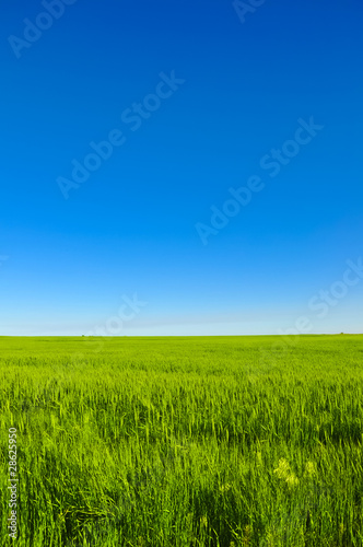 Vibrant simple meadow landscape