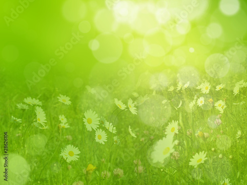 Dreamy spring meadow