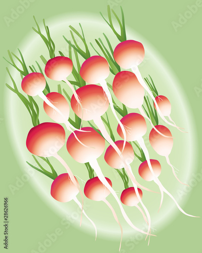 radishes