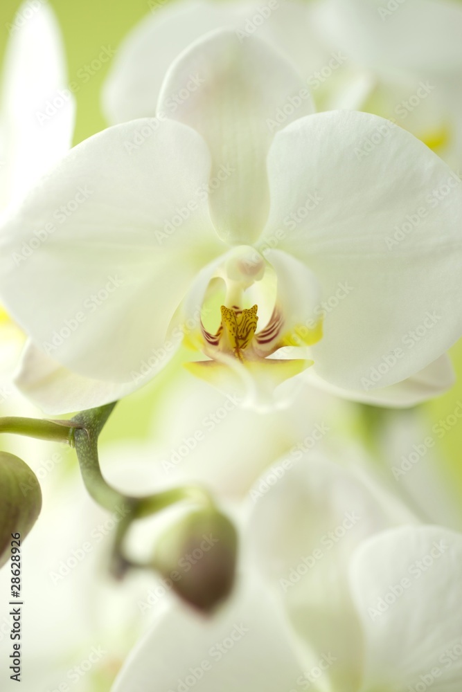 Fototapeta premium Orchidee