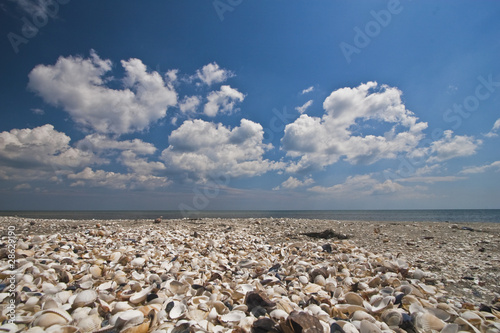 shells beach