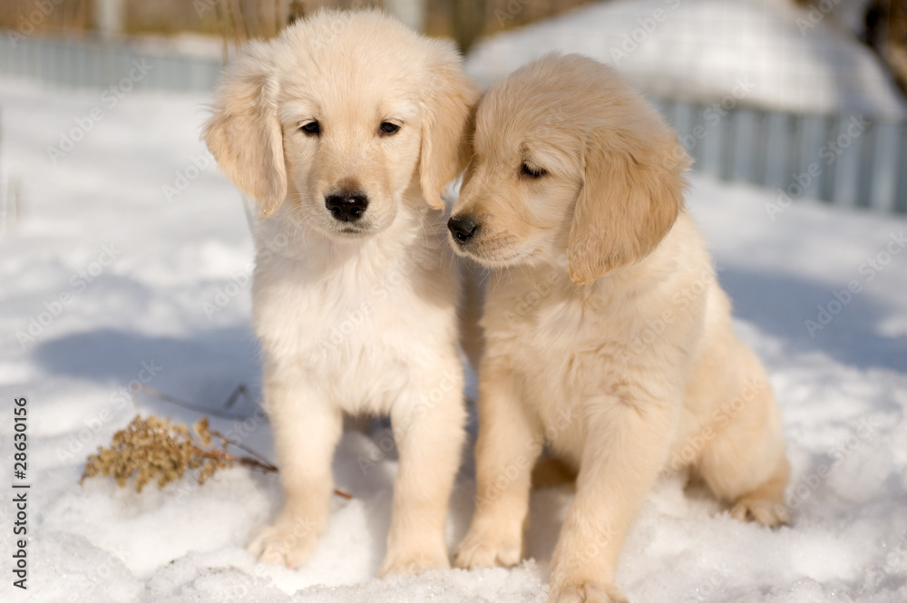 Two golden retriever puppies in snow