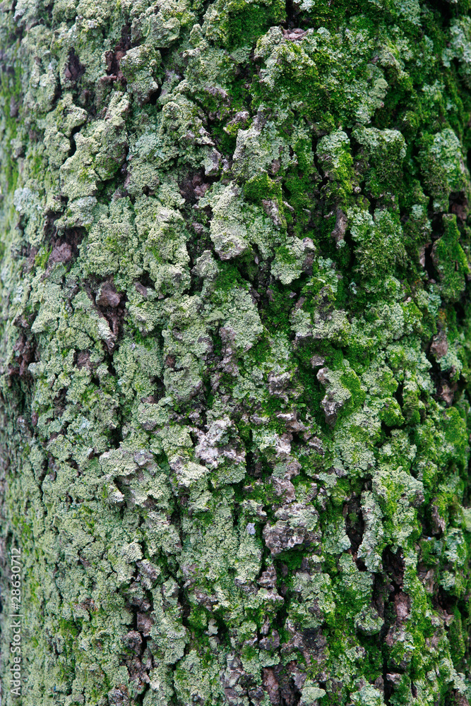 texture of moss on tree texture of moss on tree