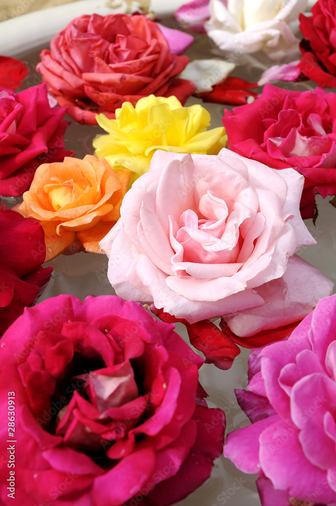 Rose on water Rose on water