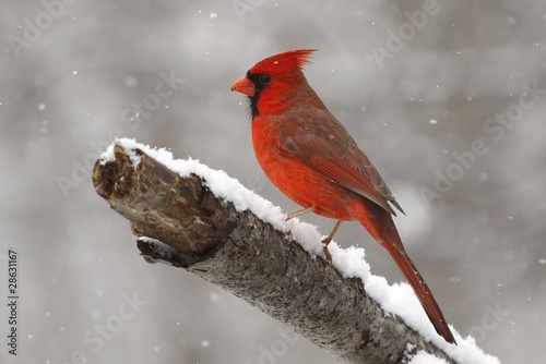 Cardinal in the snow 2