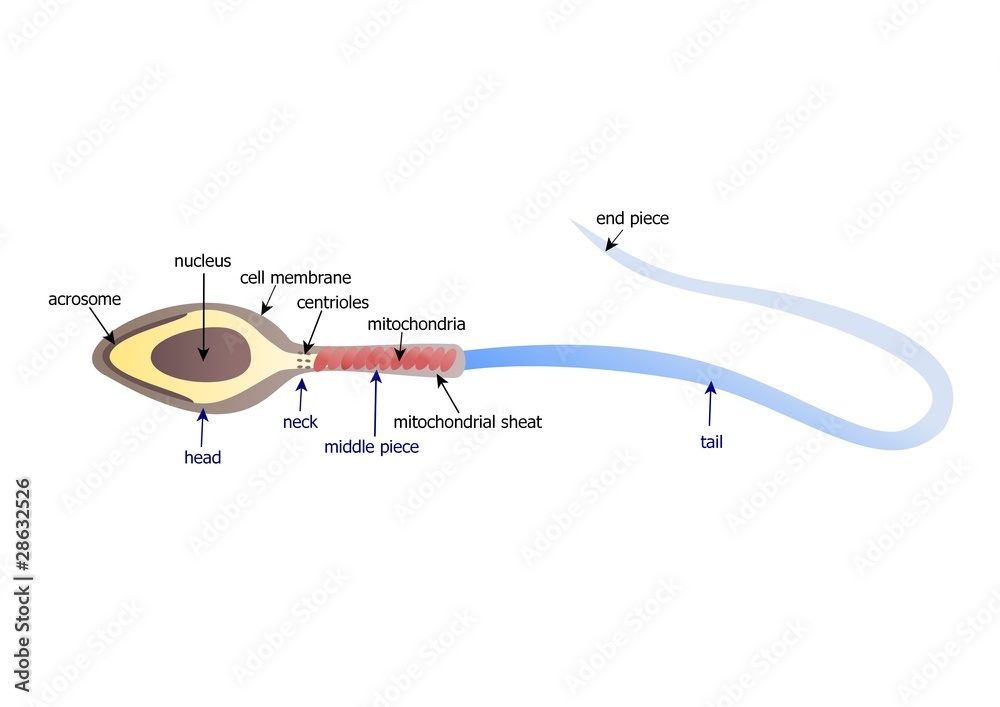 HOW IS SPERM CREATED IN THE HUMAN BODY visual data 3