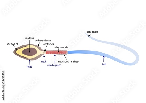 Anatomy of a human sperm
