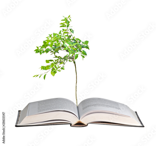 Young orange tree growing from book