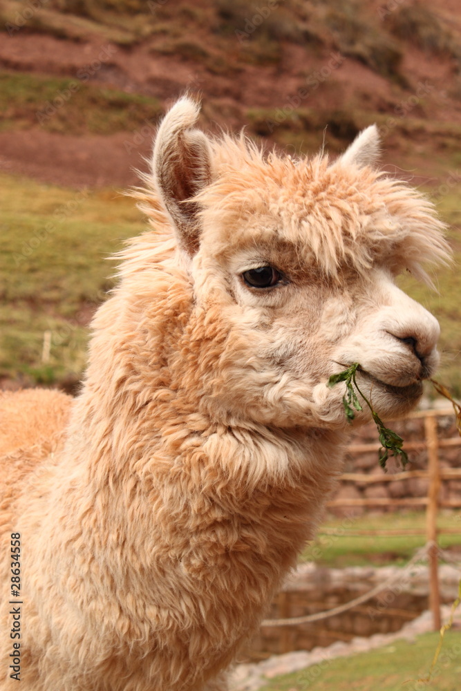 Obraz premium Alpaca