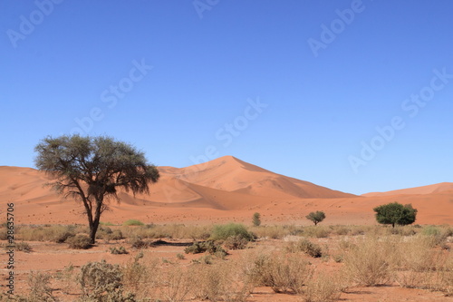Dune et arbre dans le d  sert du Namib