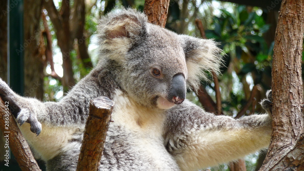 Fototapeta premium Koala