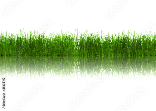 Grass with reflection