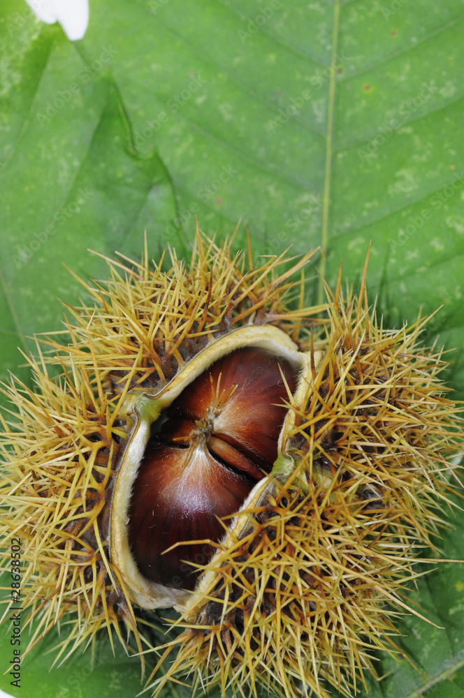 Eßkastanien in Schale auf Blatt der Edelkastanie (Castanea sati Eßkastanien in Schale auf Blatt der Edelkastanie (Castanea sati