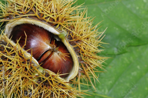 Eßkastanien in Schale auf Blatt der Edelkastanie (Castanea sati photo