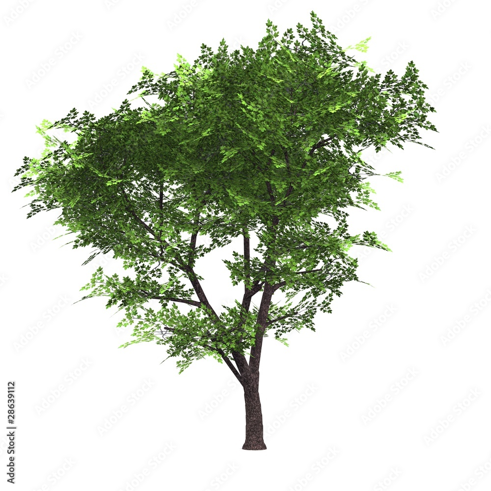 Obraz premium Der Baum - freigestellt 03