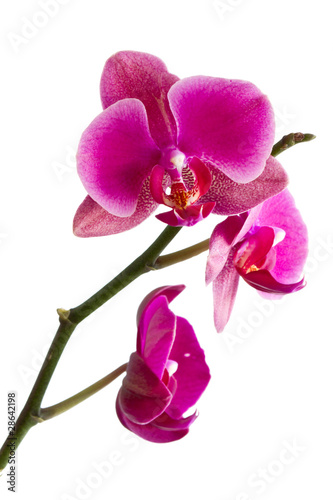 Fototapeta Naklejka Na Ścianę i Meble -  Orchid